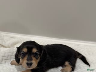 Miniature Dachshund dogs Daisy - Ad 7