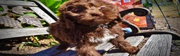 Havapoo dogs for sale: Prince - Ad 16