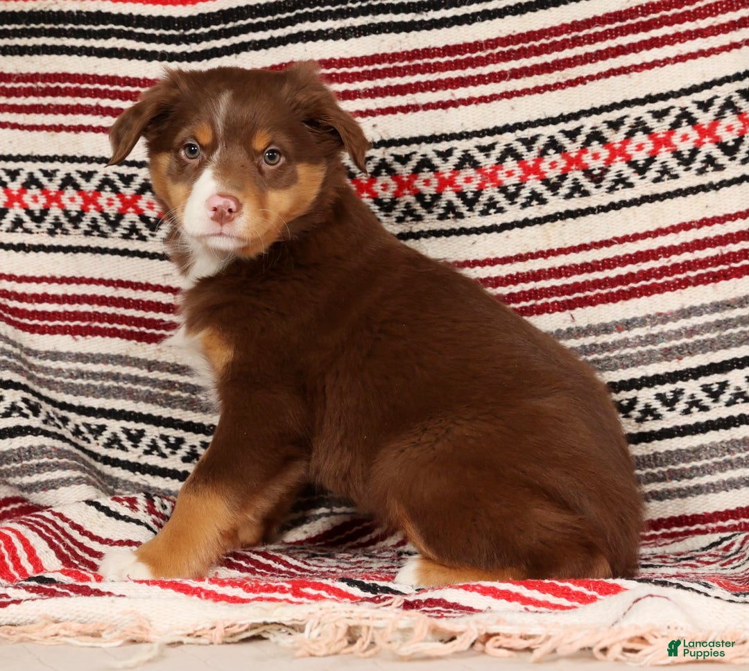 Australian Shepherd dogs for sale: Bella - Ad 7