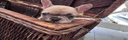 French Bulldog dogs for sale: French Bulldog 6 - Ad 5