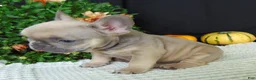 French Bulldog dogs for sale: Mitchell - Ad 7