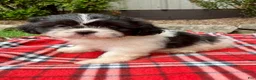 Shih Tzu dogs for sale: Tessa - Ad 4