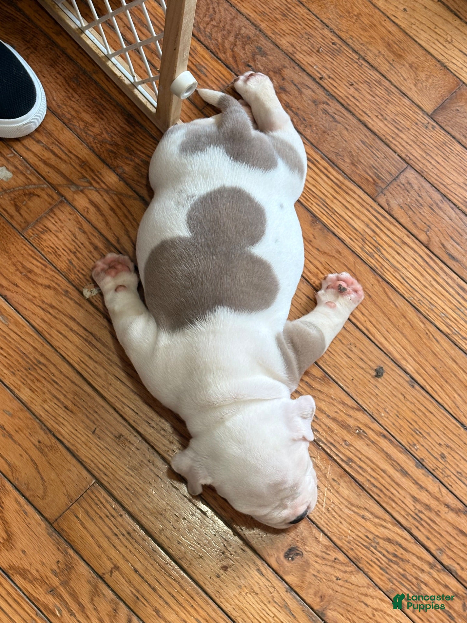American Bully dogs Kurtis Snow - Ad 3