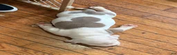 American Bully dogs for sale: Kurtis Snow - Ad 1