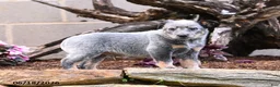 Australian Cattle Dog dogs for sale: Archie - Ad 7