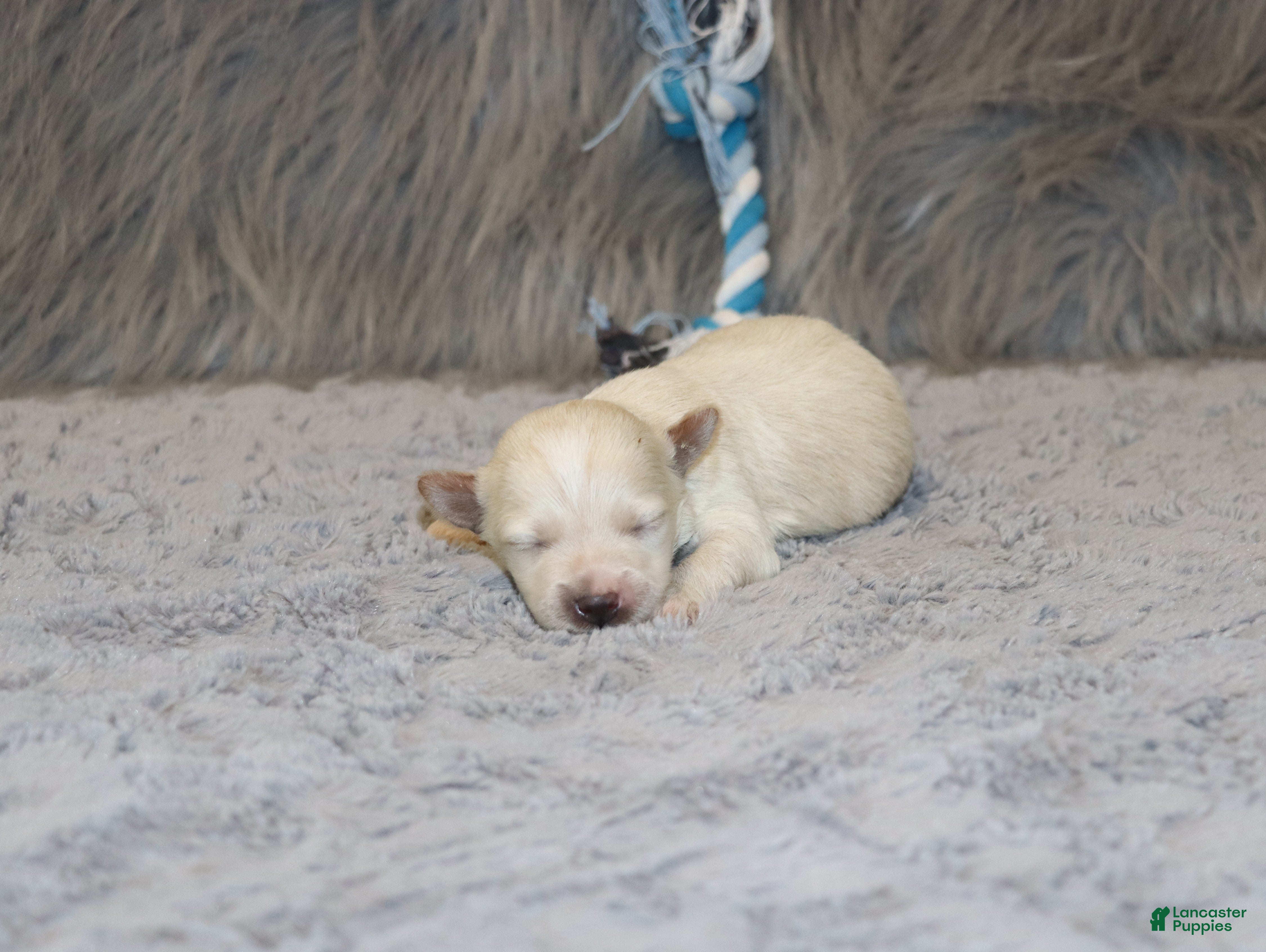 Havapoo dogs Parker 💙 Miniature - Ad 1