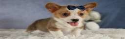 Welsh Corgi Pembroke dogs for sale: Zander 🐾 - Ad 5
