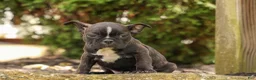 Frenchton dogs for sale: BUDDY - Ad 12