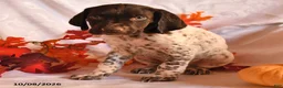 German Shorthaired Pointer dogs for sale: Ammo - Ad 2