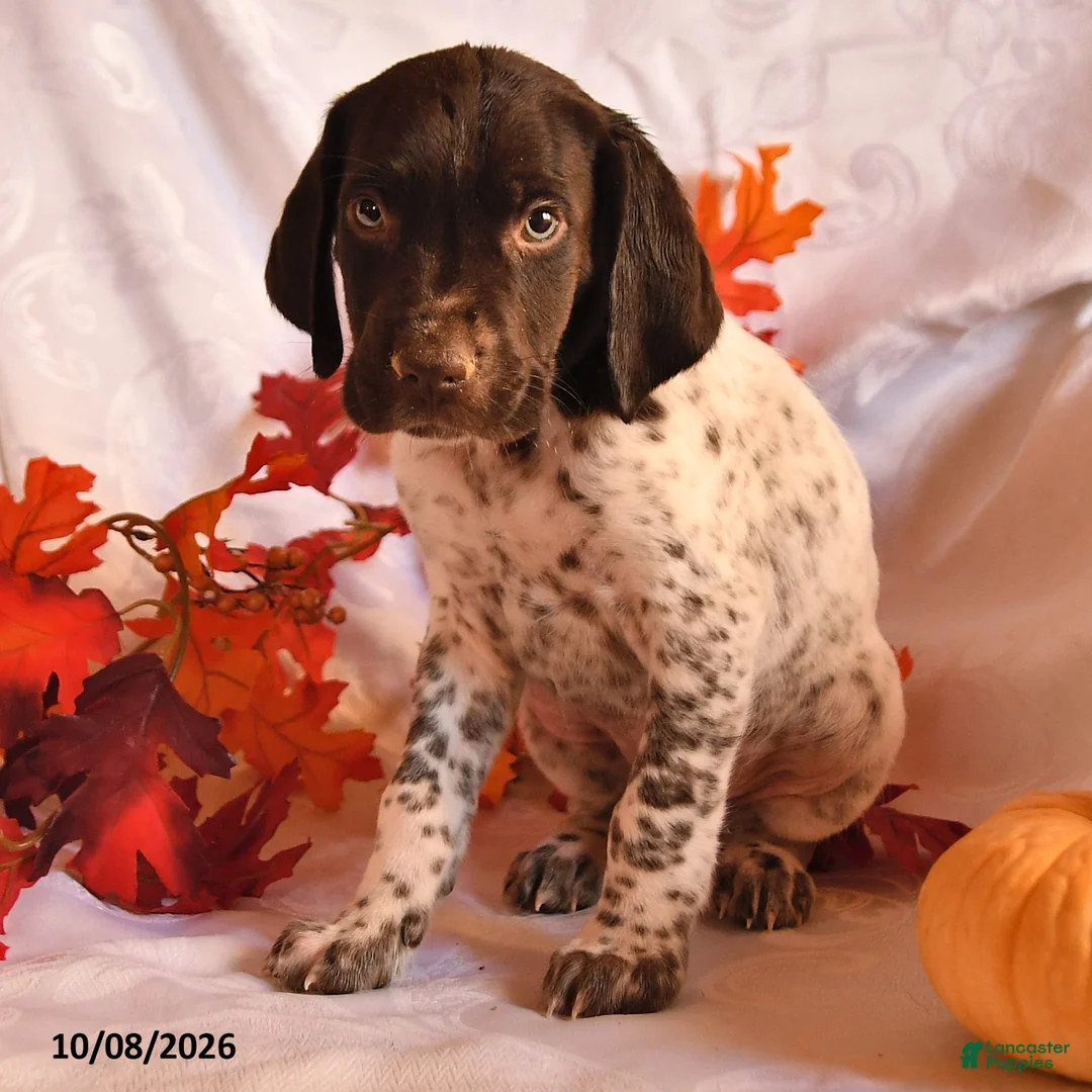 German Shorthaired Pointer dogs for sale: Ammo - Ad 2
