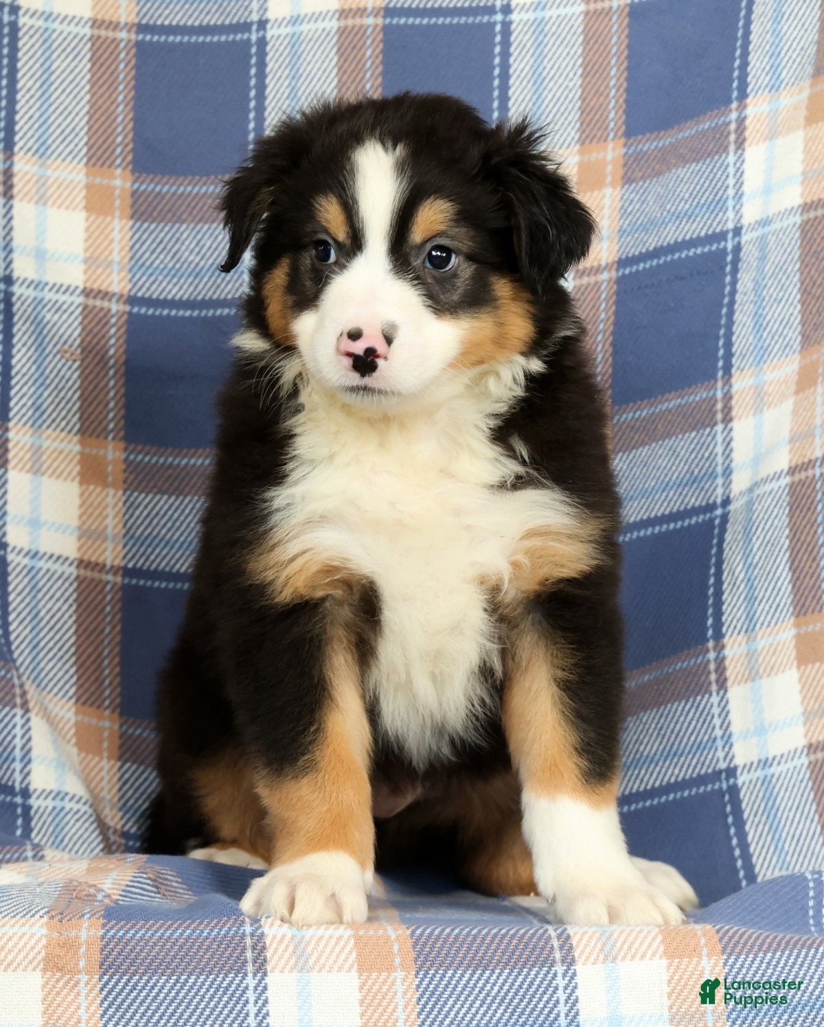 Australian Shepherd dogs Paul - Ad 1