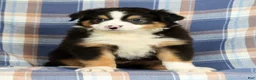 Australian Shepherd dogs for sale: Paul - Ad 1