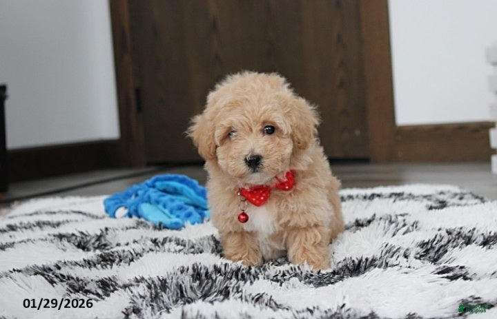 Bichpoo dogs Ranger - Ad 10