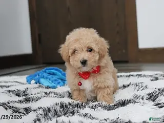 Bichpoo dogs Ranger - Ad 31