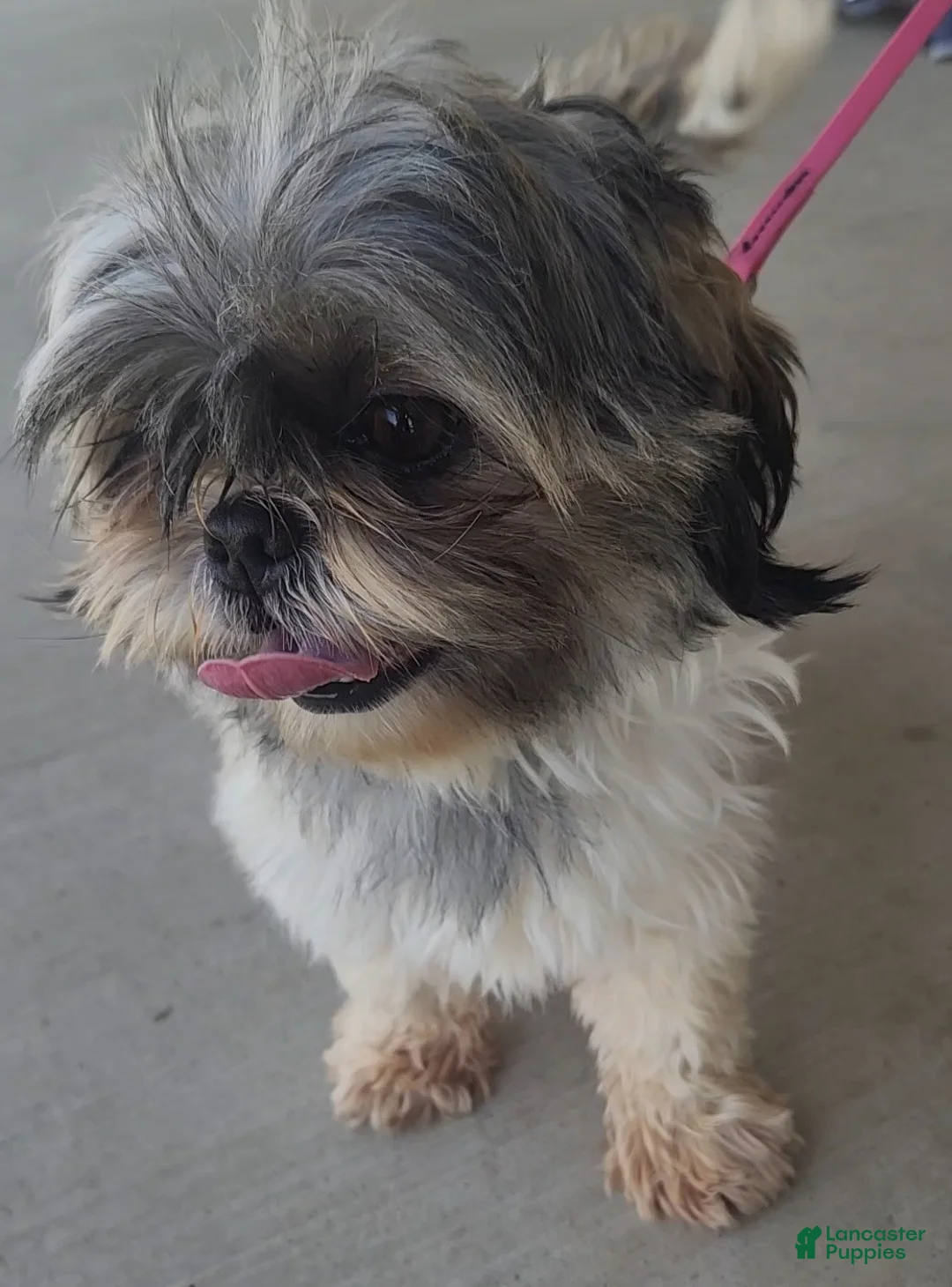 Shih Tzu dogs for sale: Sam - Ad 10