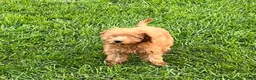 Goldendoodle dogs for sale: Hazel medium sized - Ad 4