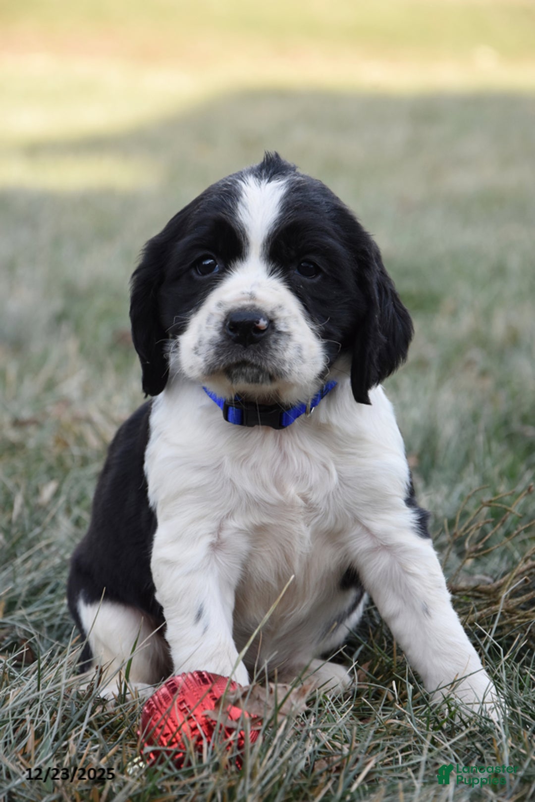 English Springer Spaniel dogs for sale: Molly - Ad 2