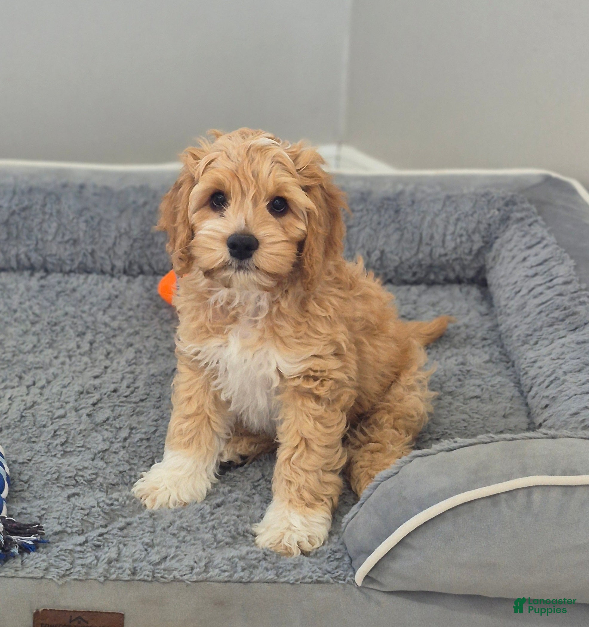Cockapoo dogs Brody - Ad 1