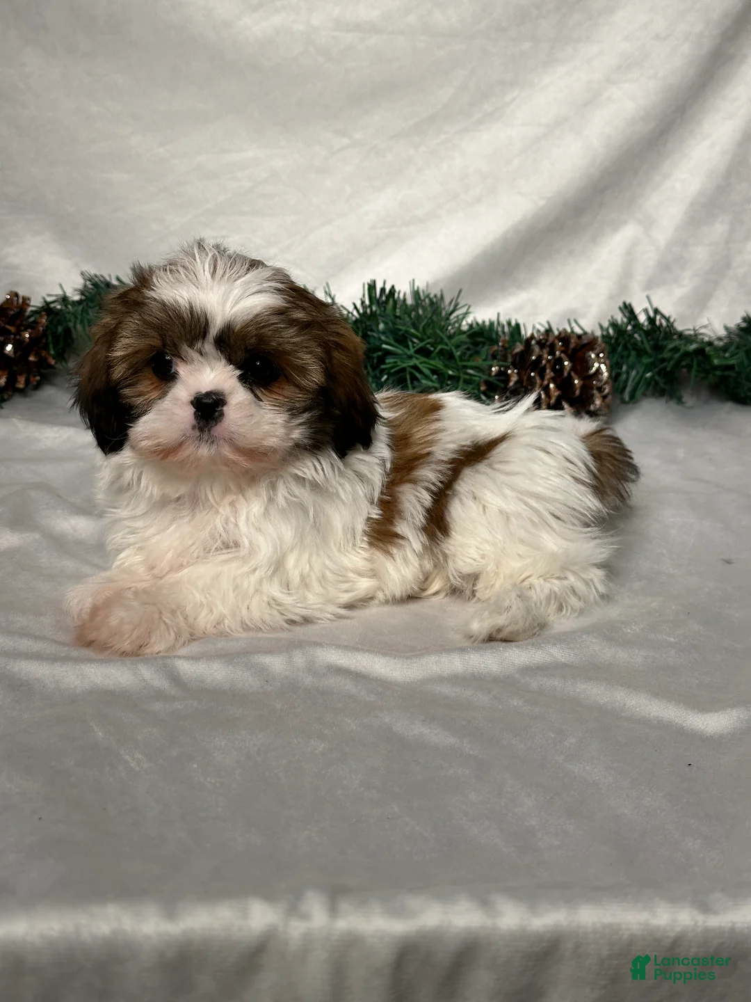 Shih Tzu dogs for sale: Luna - Ad 4
