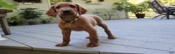 Mixed Breed dogs for sale: barry - Ad 4