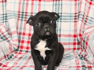 Mixed Breed dogs for sale: Happy - Ad 1