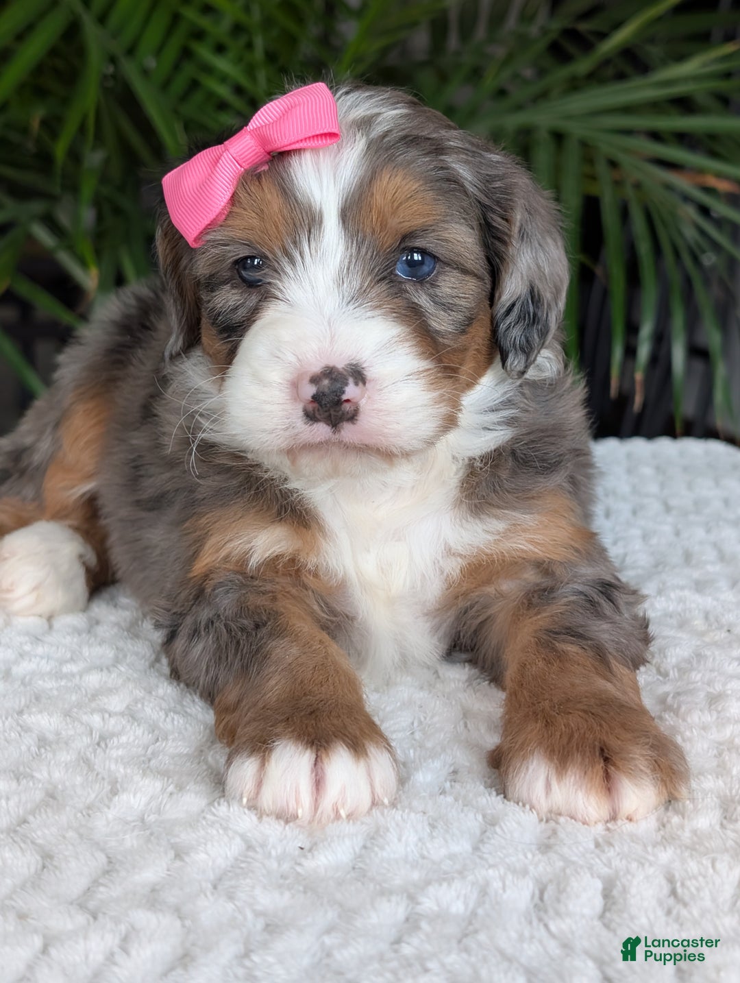 Mini Bernedoodle dogs for sale: Mini Indy  - Ad 16
