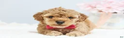 Toy Poodle dogs for sale: Casey - Ad 1