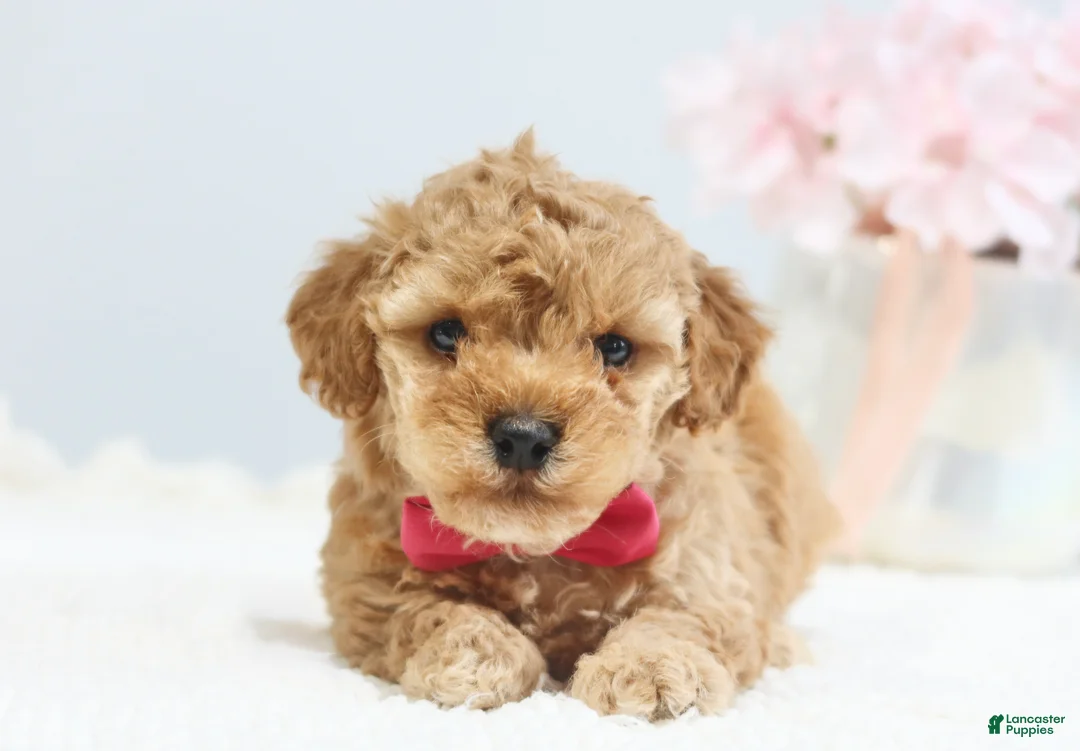 Toy Poodle dogs for sale: Casey - Ad 1