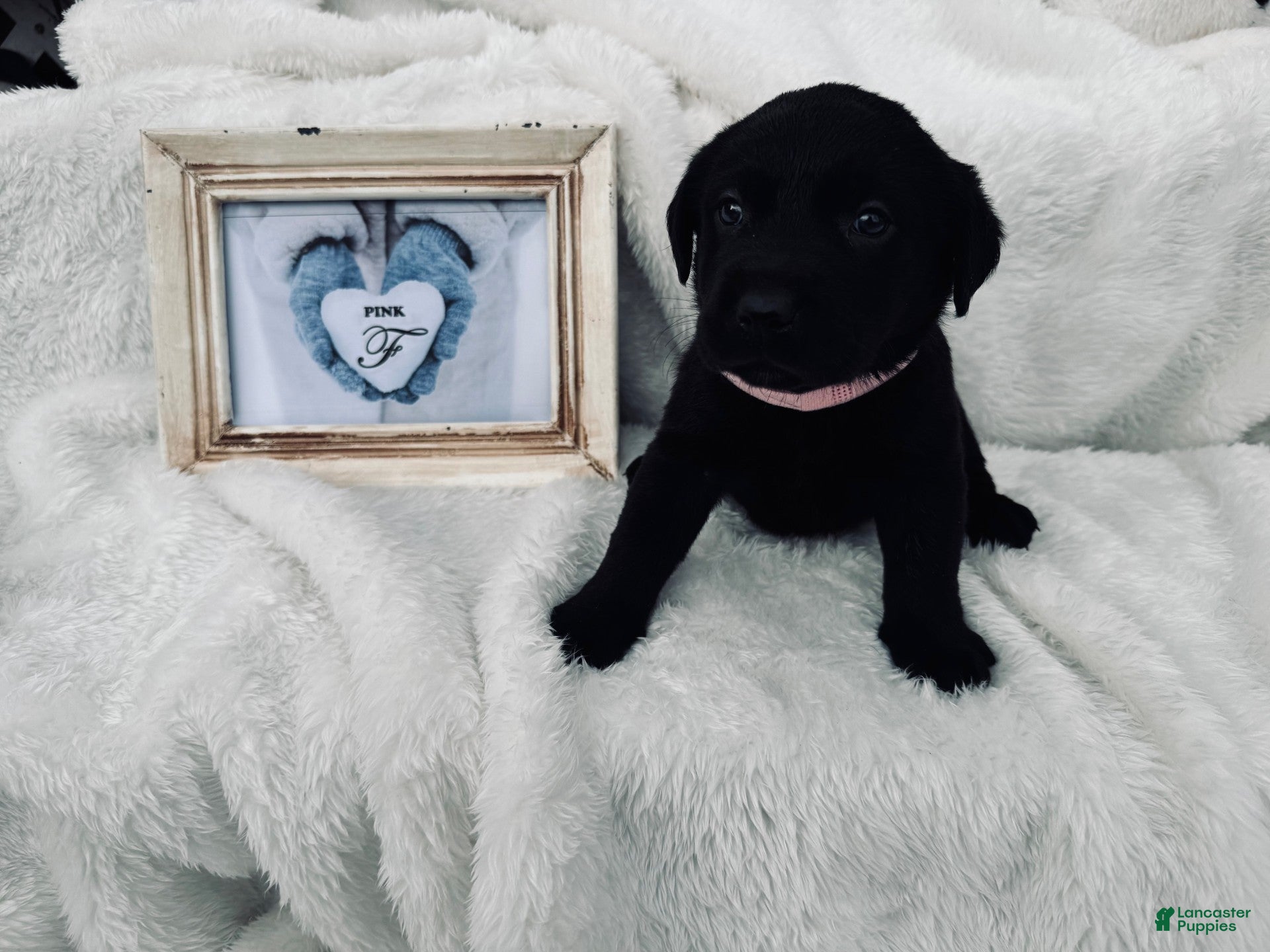 Labrador Retriever dogs Labrador Retriever Pink Collar - Ad 9