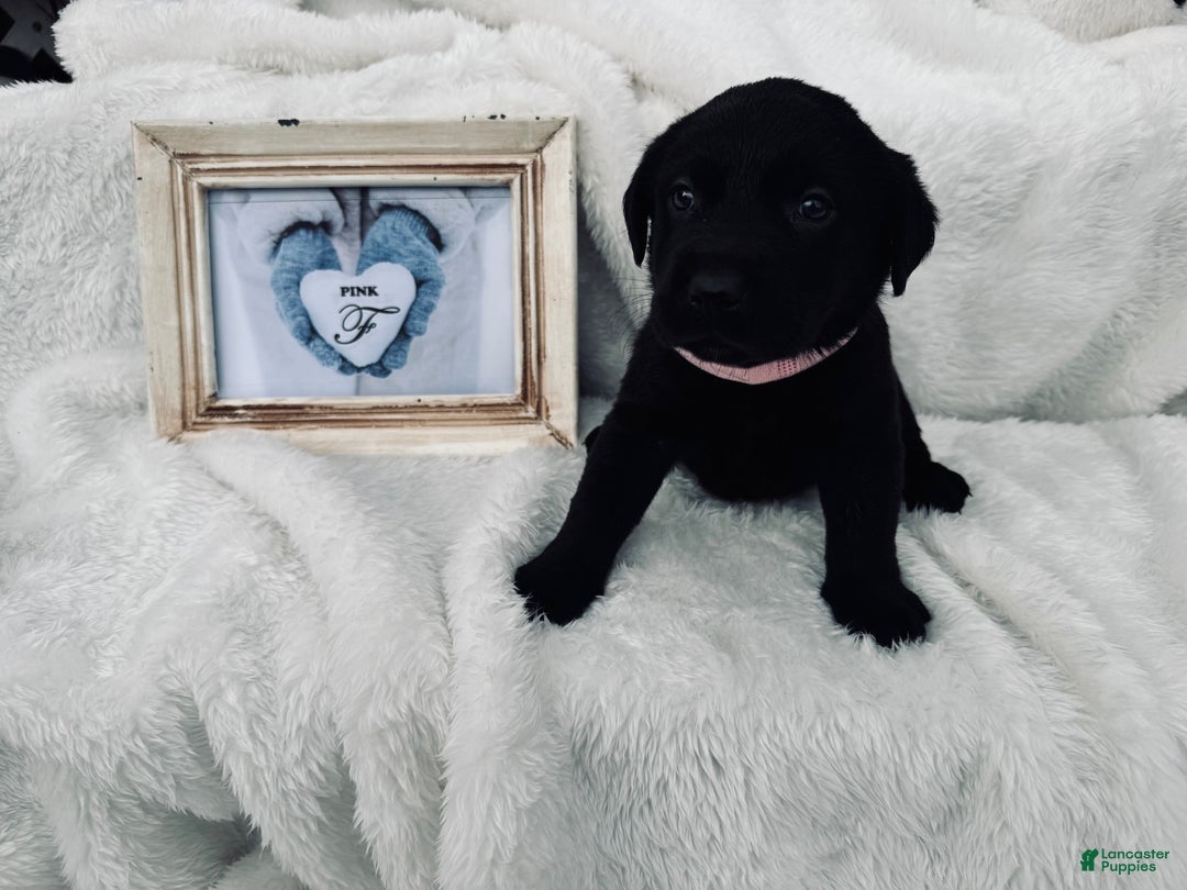 Labrador Retriever dogs for sale: Labrador Retriever Pink Collar - Ad 1