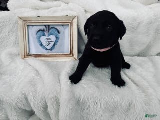 Labrador Retriever dogs Labrador Retriever Pink Collar - Ad 10