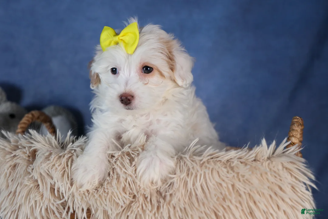 Havapoo dogs for sale: FRANNY - Ad 4