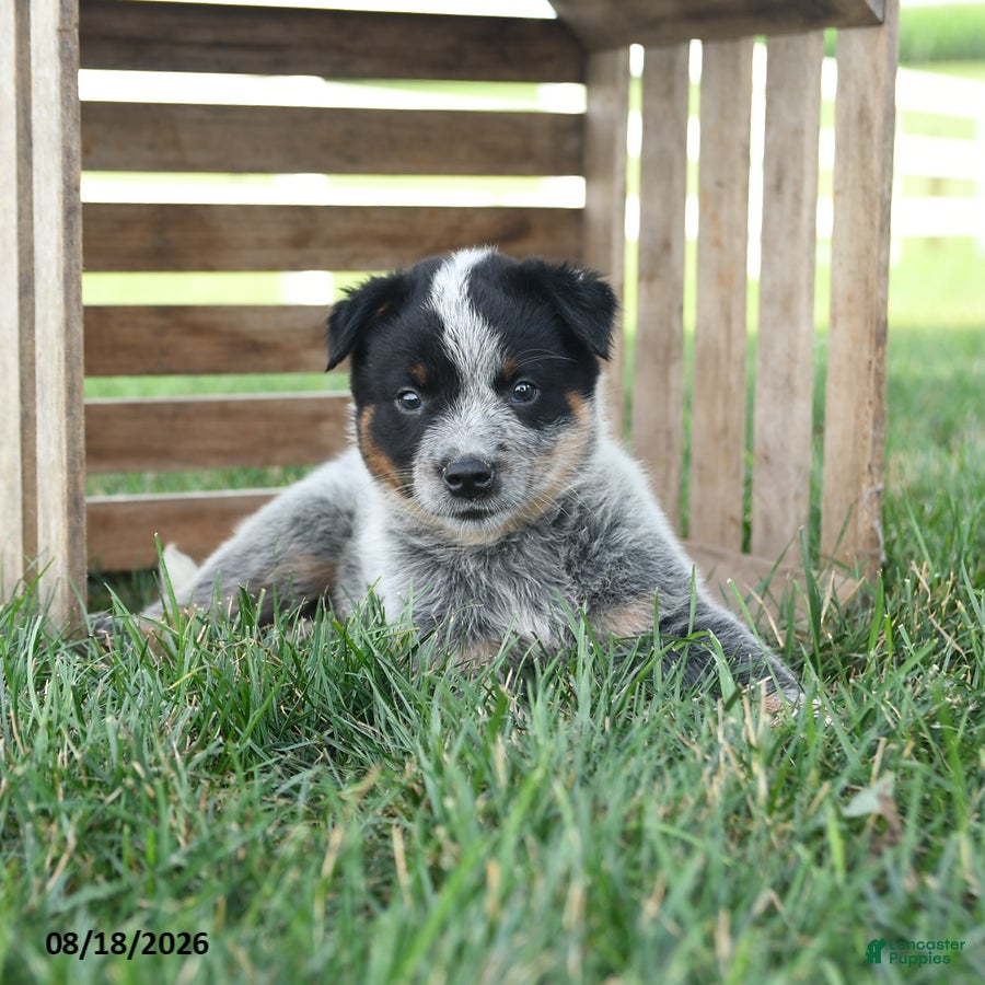 Australian Cattle Dog dogs Badger - Ad 2