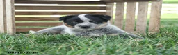 Australian Cattle Dog dogs for sale: Badger - Ad 2