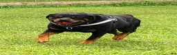 Rottweiler dogs for sale: Rottweiler 2 - Ad 13