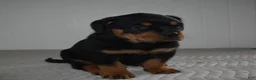 Rottweiler dogs for sale: Russell - Ad 4