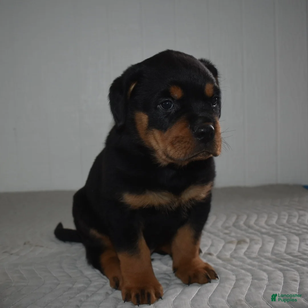 Rottweiler dogs for sale: Russell - Ad 4
