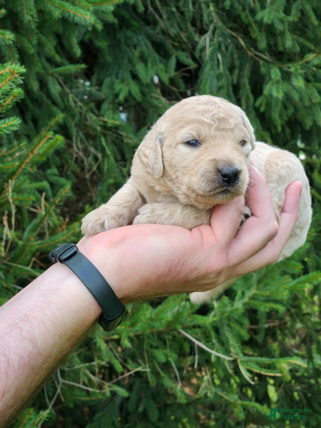 Goldendoodle dogs for sale: Mira - Ad 2