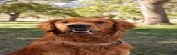 Golden Retriever dogs for sale: Daisy -AKC, Genetically Clear - Ad 8