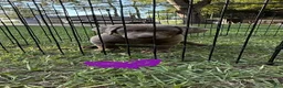 Labrador Retriever dogs for sale: Labrador Retriever 1 - Ad 6