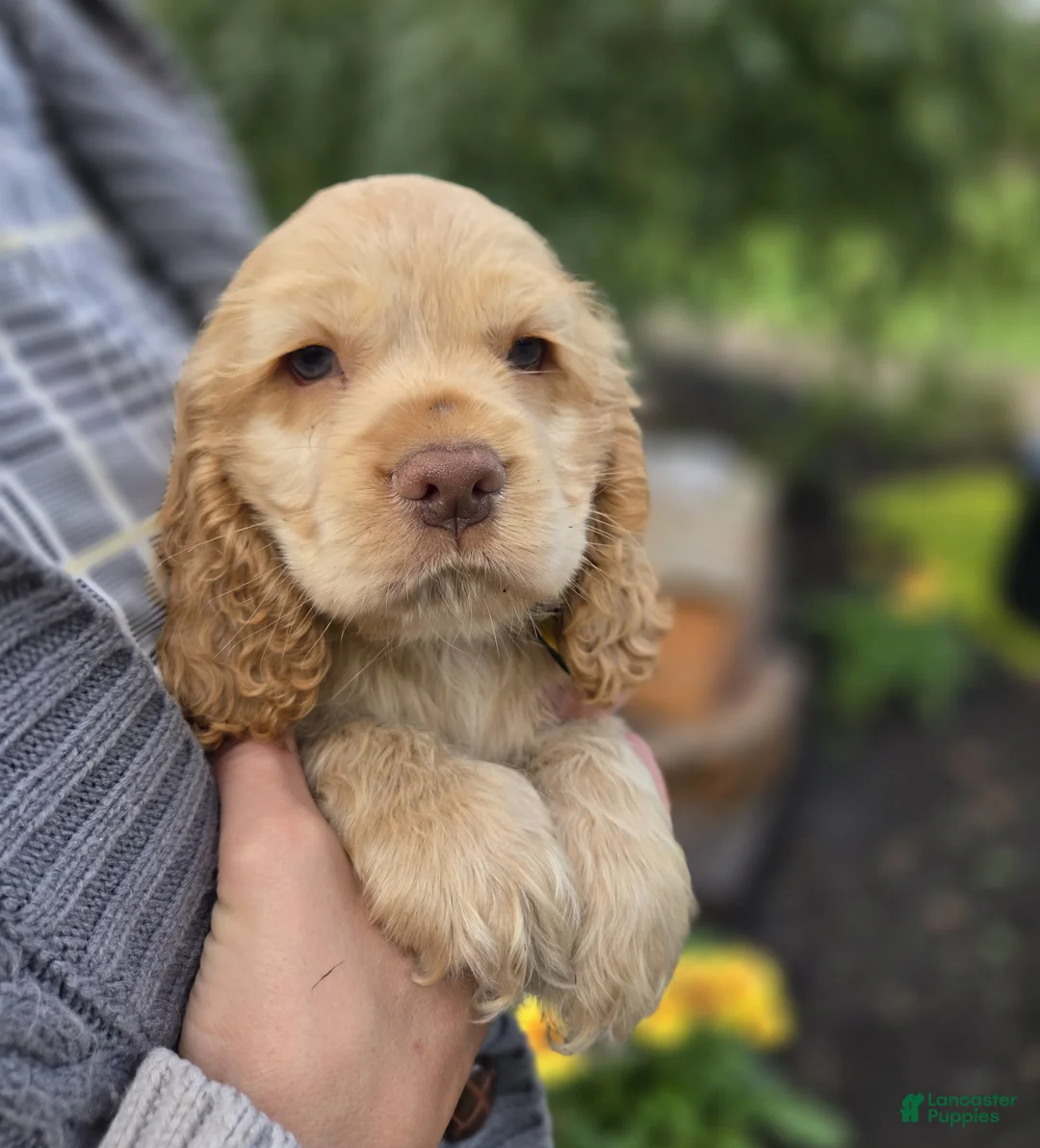 Cocker Spaniel dogs for sale: Kingston - Ad 2