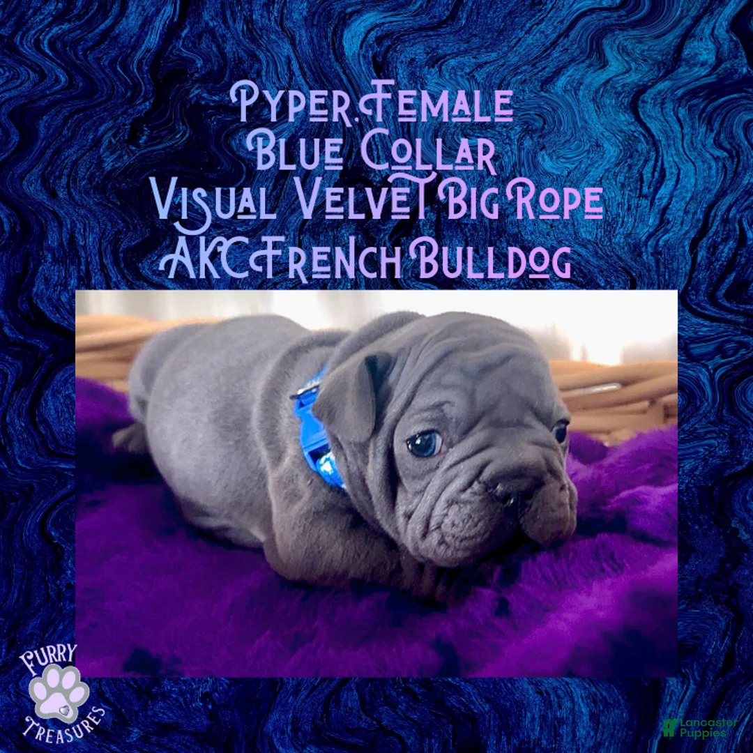 French Bulldog dogs for sale: Pyper “Blue Collar”, Female  - Ad 4
