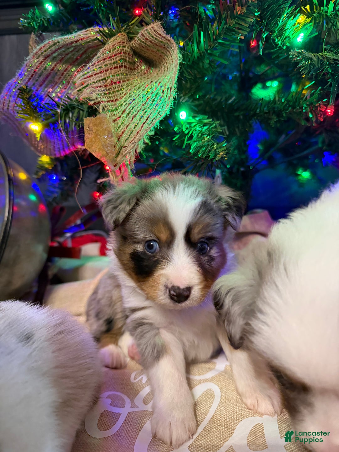 Miniature Australian Shepherd dogs for sale: GREEN - Ad 3