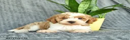 Aussiedoodle dogs for sale: Wendy  - Ad 3