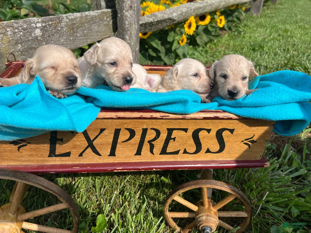 Dachshund dogs for sale: Otis❤️AKC Long Haired Cream❤️ - Ad 2