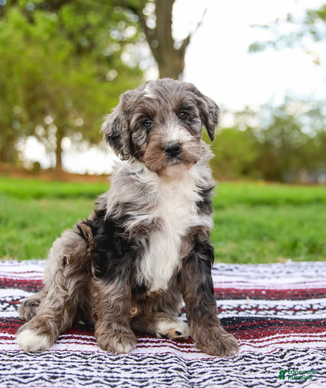 Aussiedoodle dogs for sale: Monty Standard - Ad 2