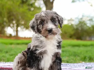 Aussiedoodle dogs for sale: Monty Standard - Ad 3