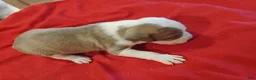 American Pit Bull Terrier dogs for sale: American Pit Bull Terrier 4 - Ad 2