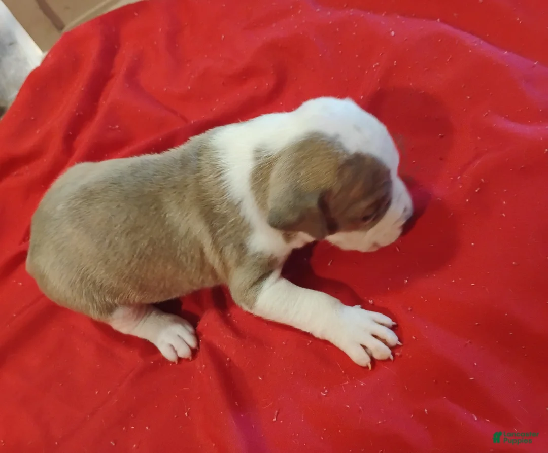 American Pit Bull Terrier dogs for sale: American Pit Bull Terrier 4 - Ad 2