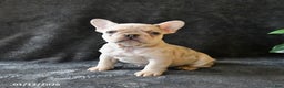 French Bulldog dogs for sale: Penny - Ad 2